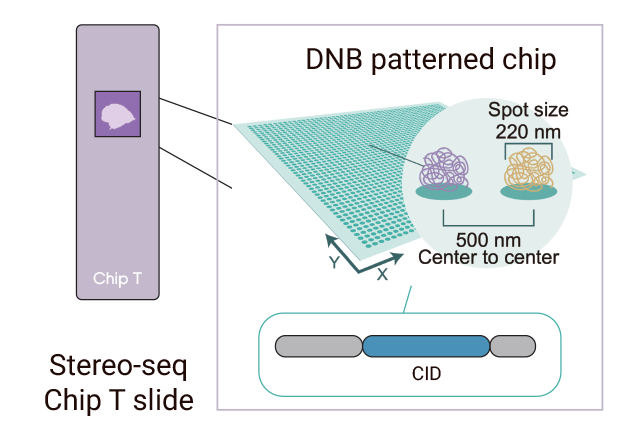Stereo-seq