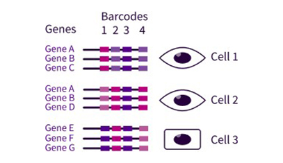 Parse Evercode sequencing schematic