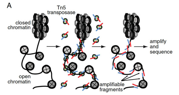 atac-seq_a.jpg