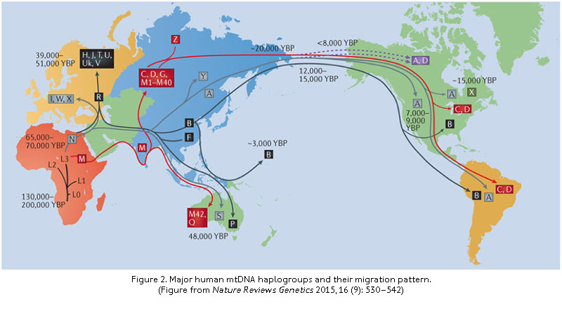 mtdna-haplogroups.jpg